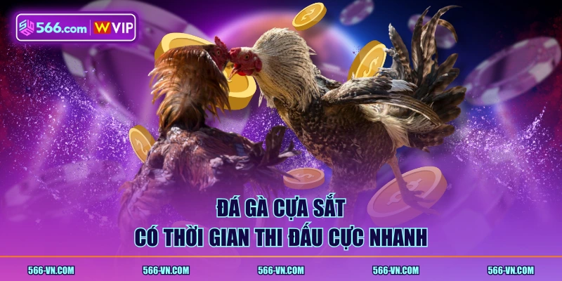 Đá gà cựa sắt có thời gian thi đấu cực nhanh