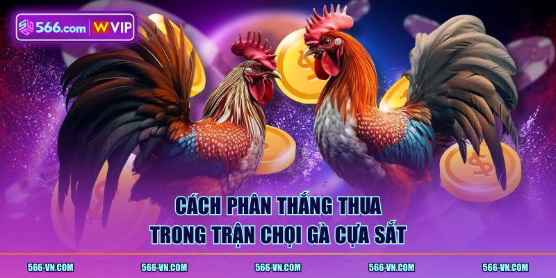 Cách phân thắng thua trong trận chọi gà cựa sắt