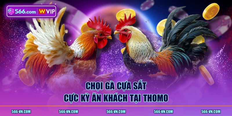 Chọi gà cựa sắt cực kỳ ăn khách tại Thomo