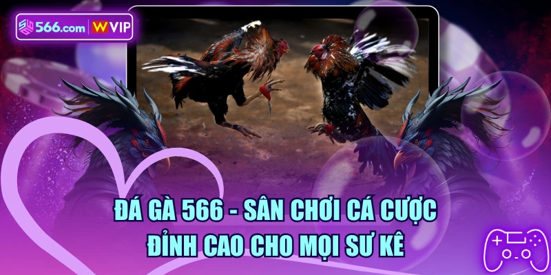 Đá Gà 566 - Sân Chơi Cá Cược Đỉnh Cao Cho Mọi Sư Kê