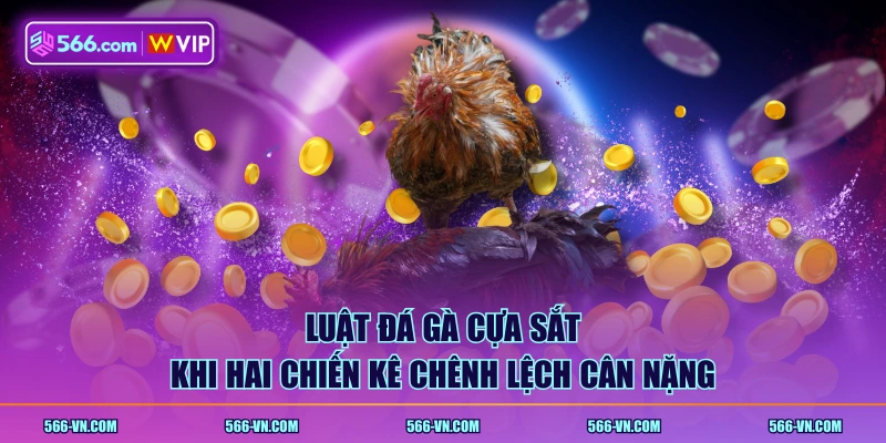 Luật đá gà cựa sắt khi hai chiến kê chênh lệch cân nặng