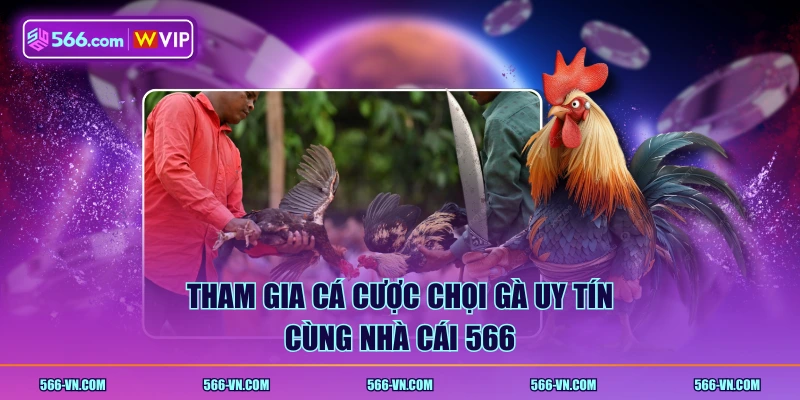 Tham gia cá cược chọi gà uy tín cùng nhà cái 566