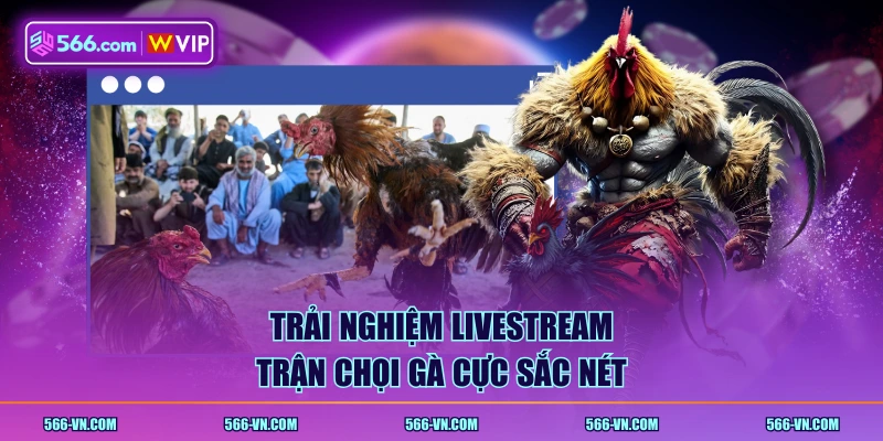 Trải nghiệm livestream trận chọi gà cực sắc nét