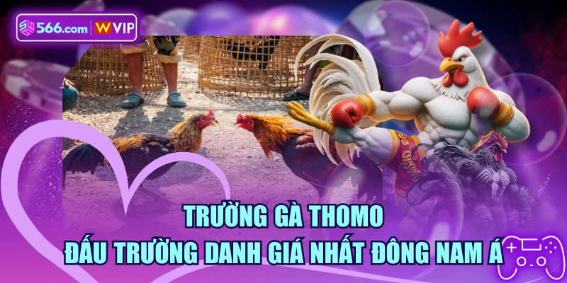 Trường Gà Thomo - Đấu Trường Danh Giá Nhất Đông Nam Á